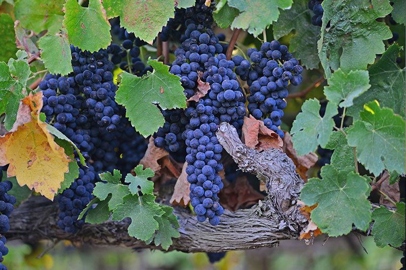 Grapes growing on vine