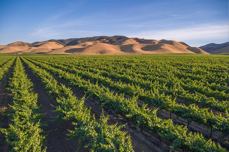 Arroyo Seco Vineyard